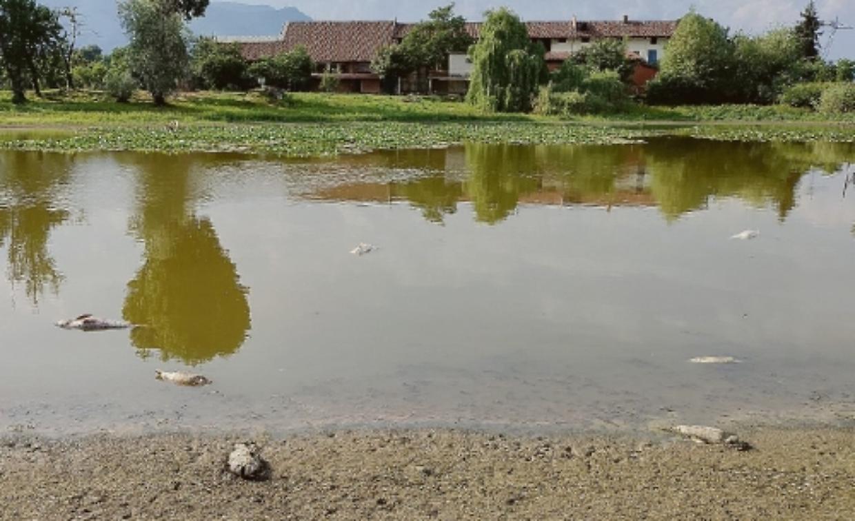 pesci morti lago