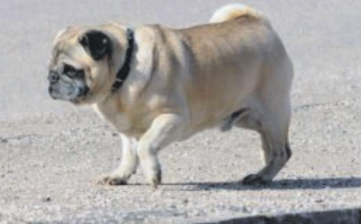 cane