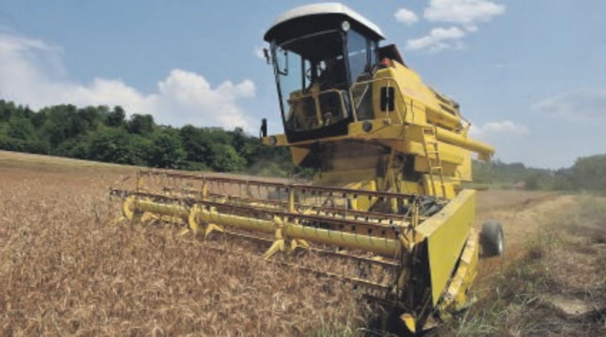 L’invasione del grano canadese affossa l’agricoltura torinese