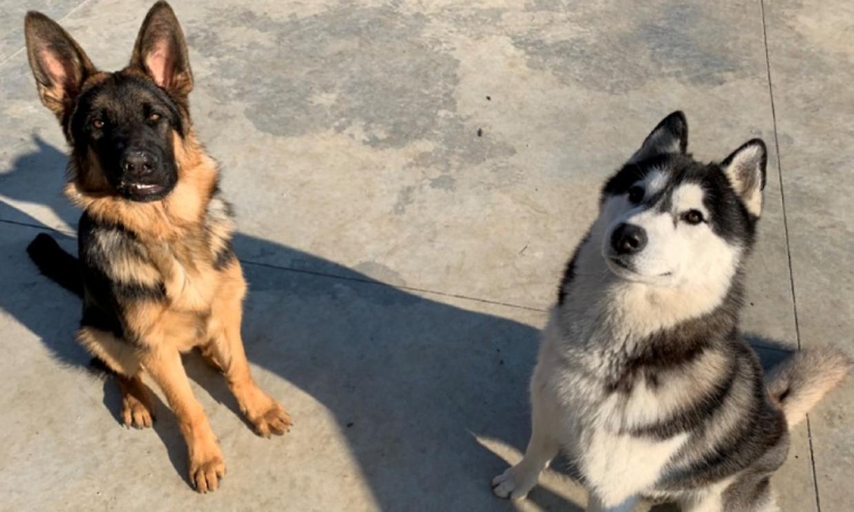 pastore tedesco husky
