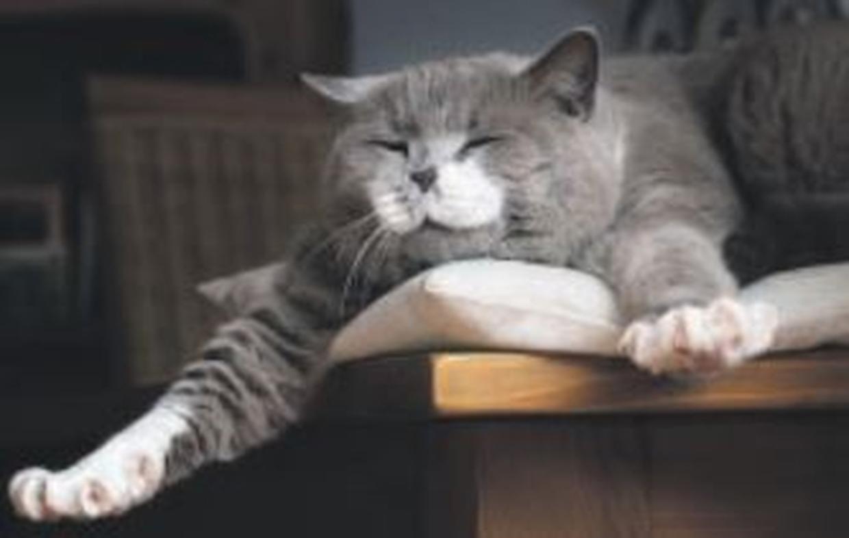 Gatti