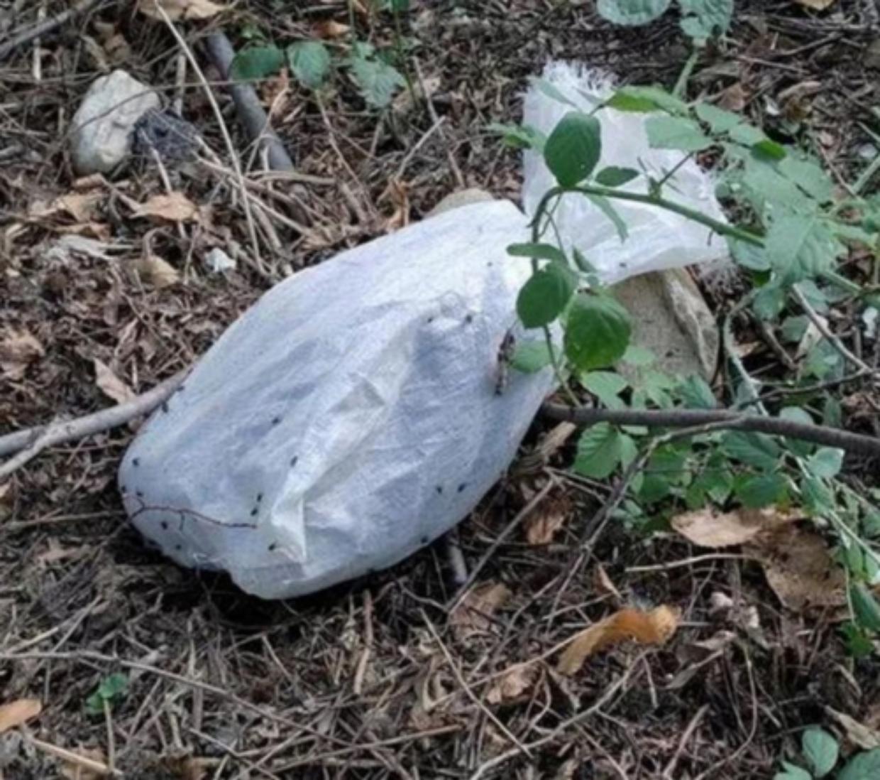 cane ucciso e fatto a pezzi