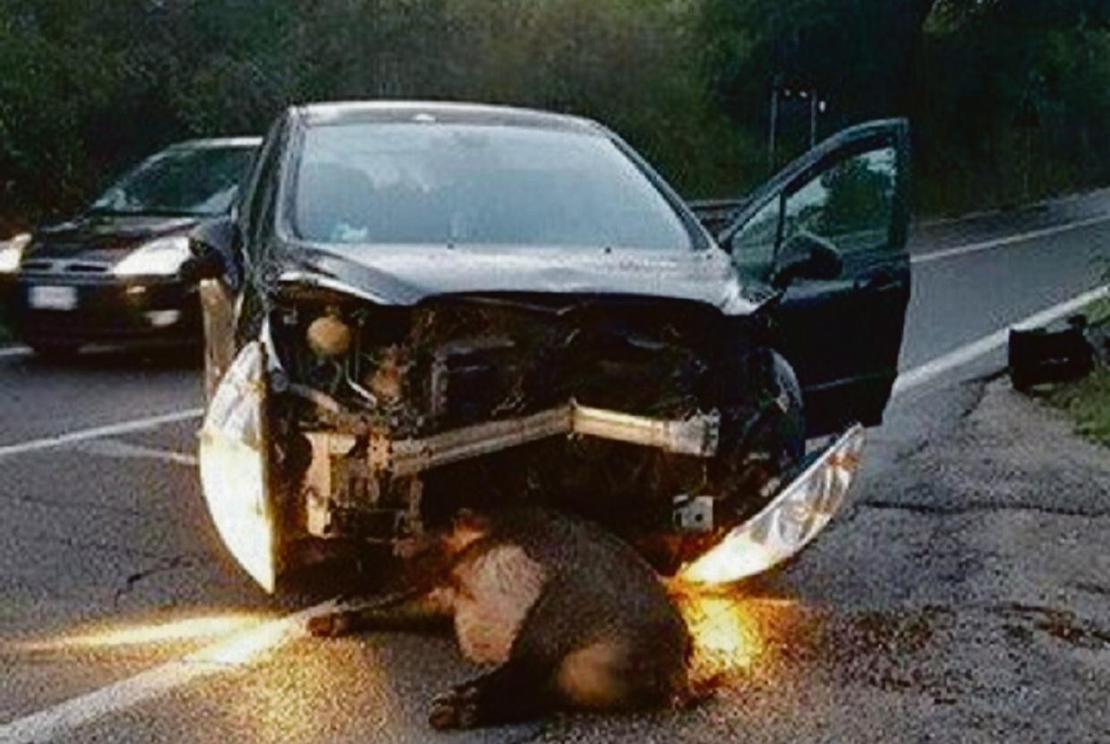 cinghiali incidente gn