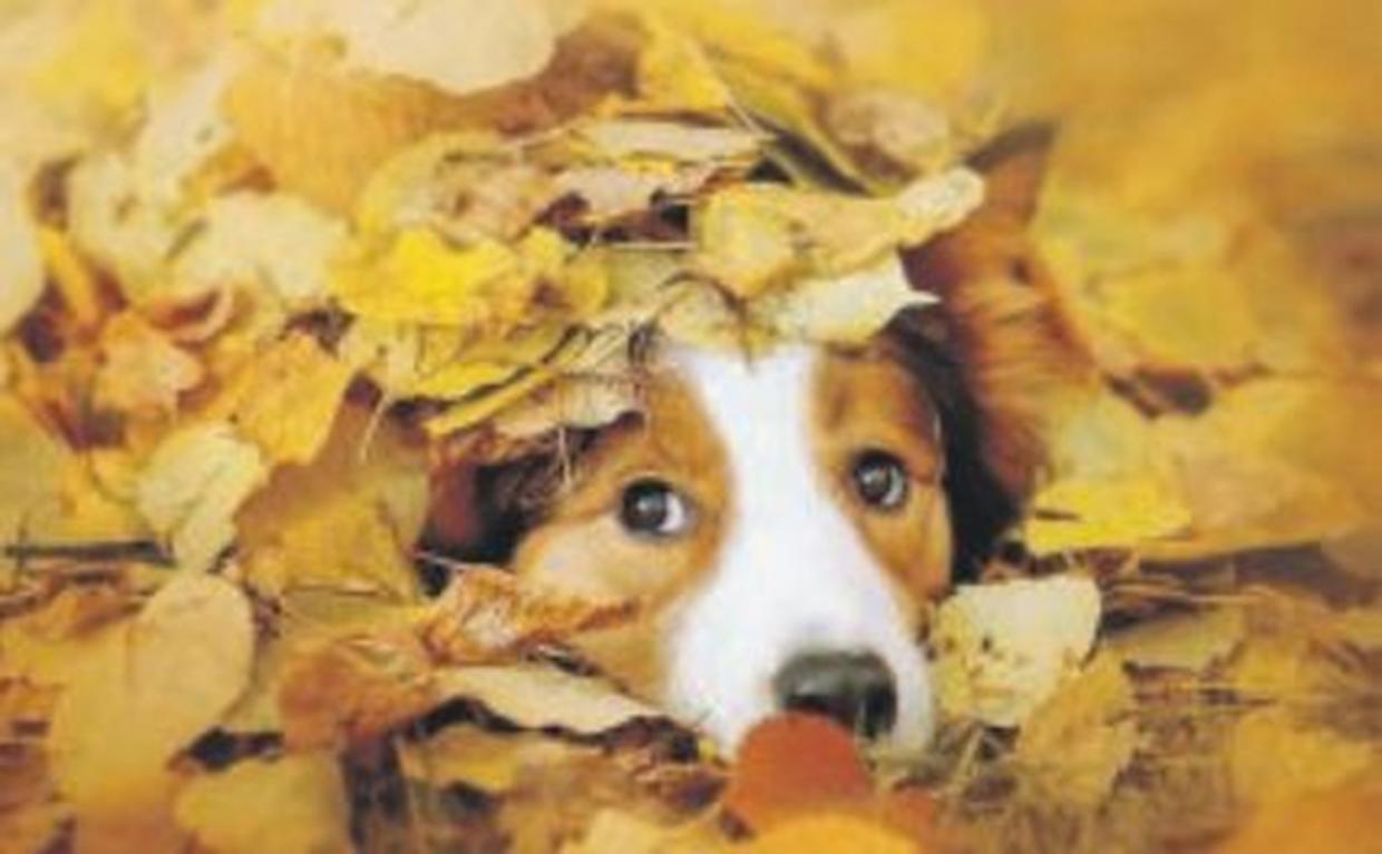 Cane autunno