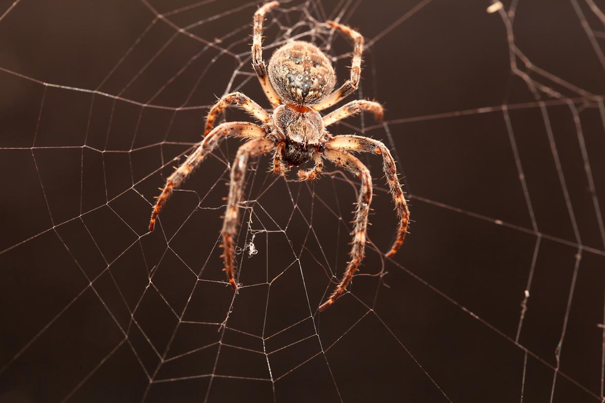 ragno ragnatela