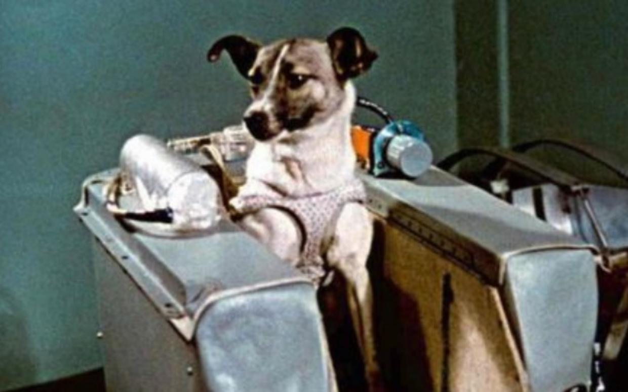 laika