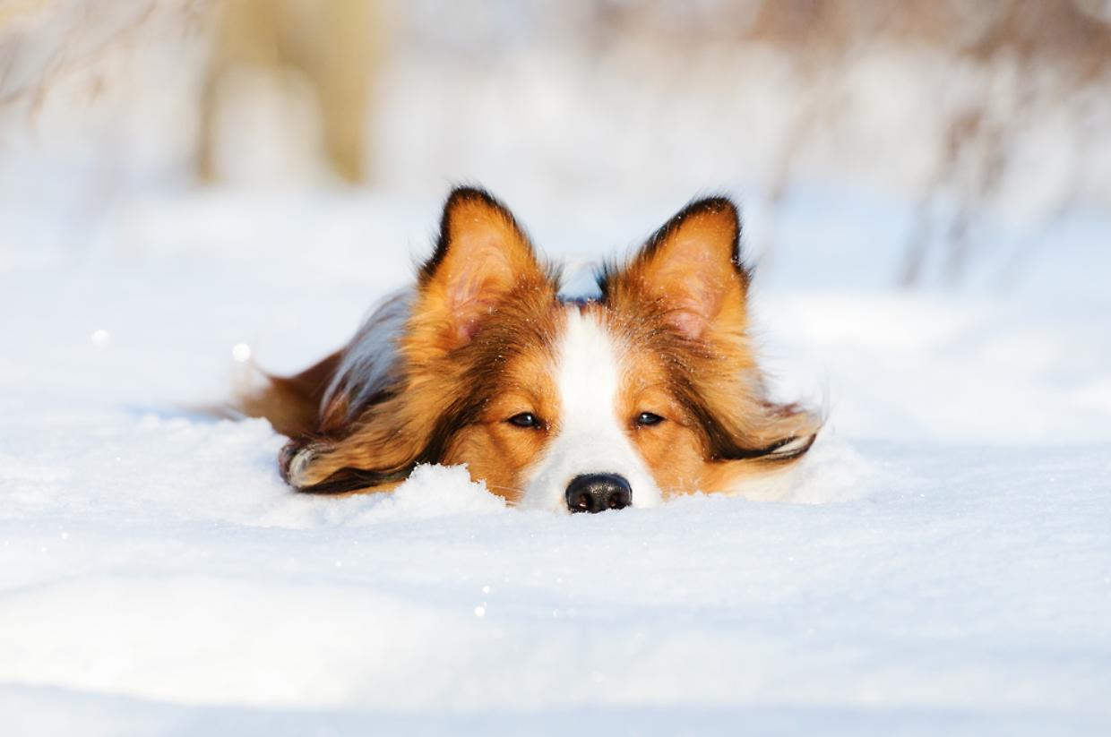 cane neve