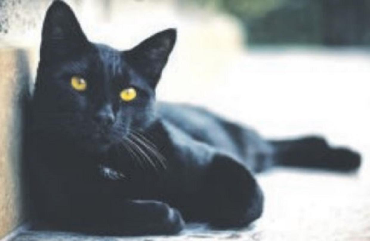 GattoNero