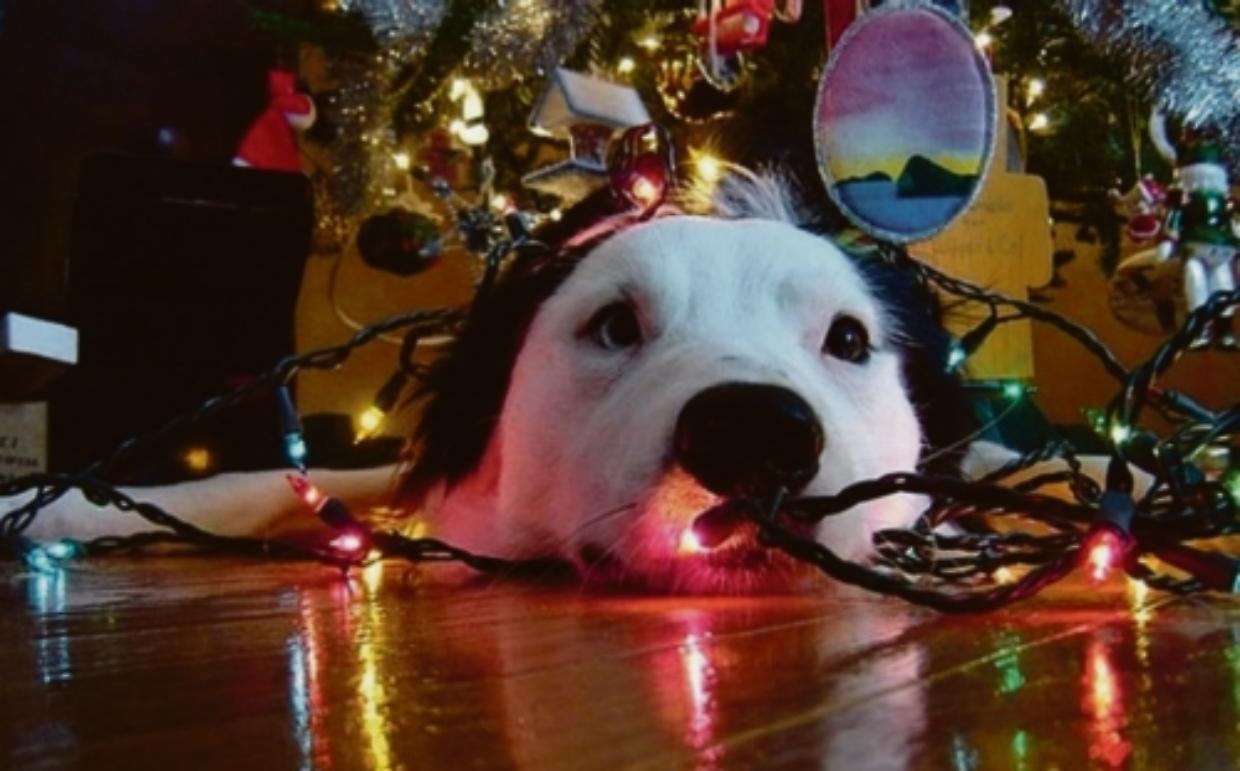 cane albero natale