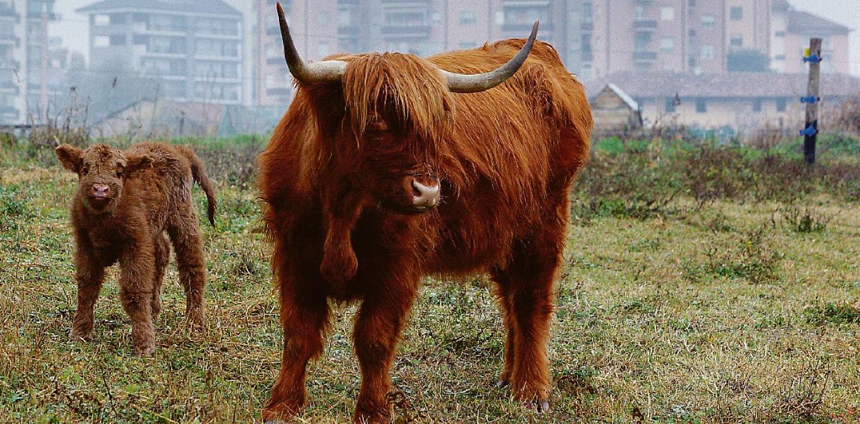 vitellino scozzese