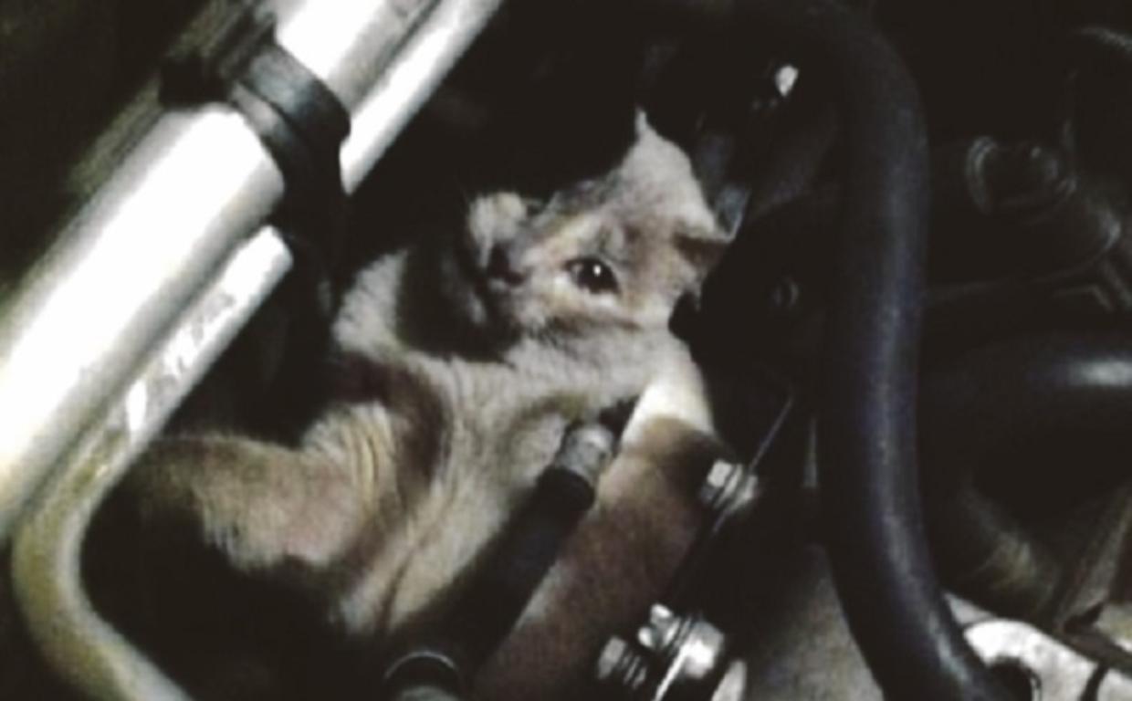Gatto