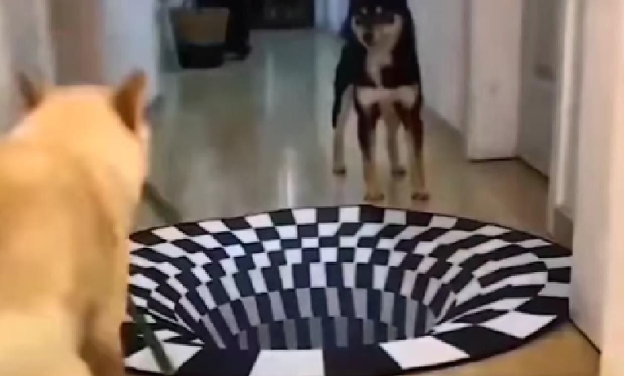tappeto cane