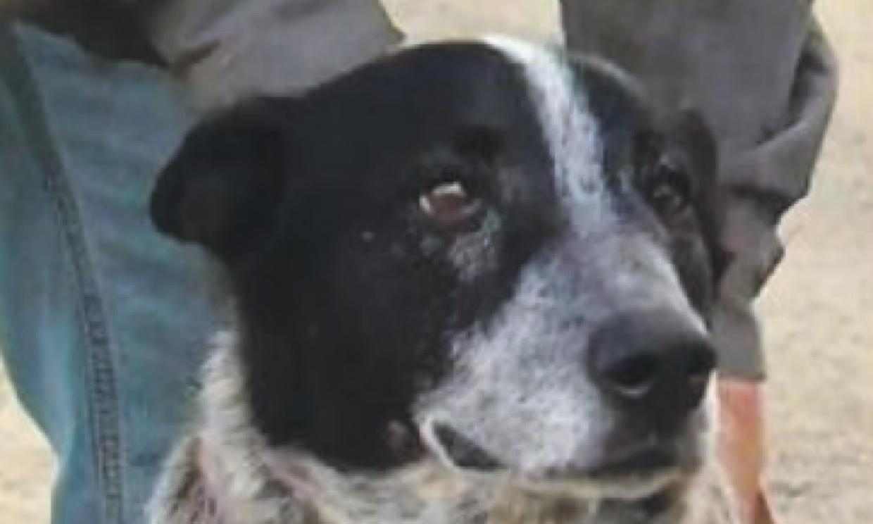Bimba di 5 anni sparisce da casa: trovata dal cane lungo i binari
