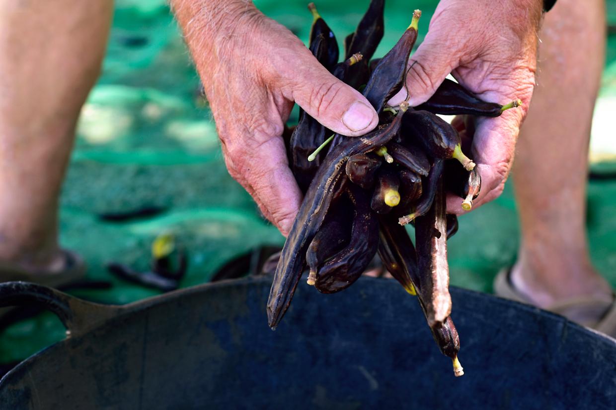old man harvesting carobs
