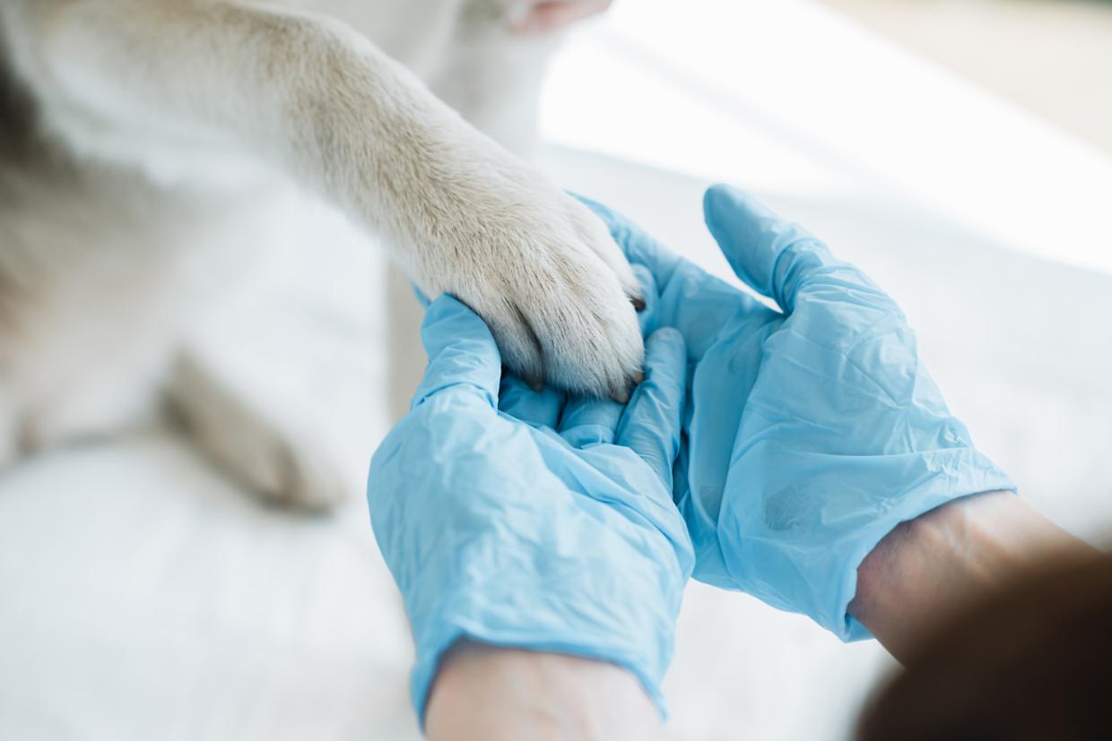 veterinario