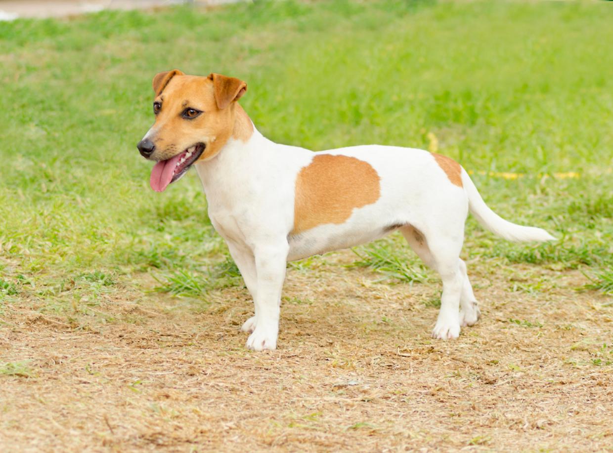 Jack Russell Terrier cane prato