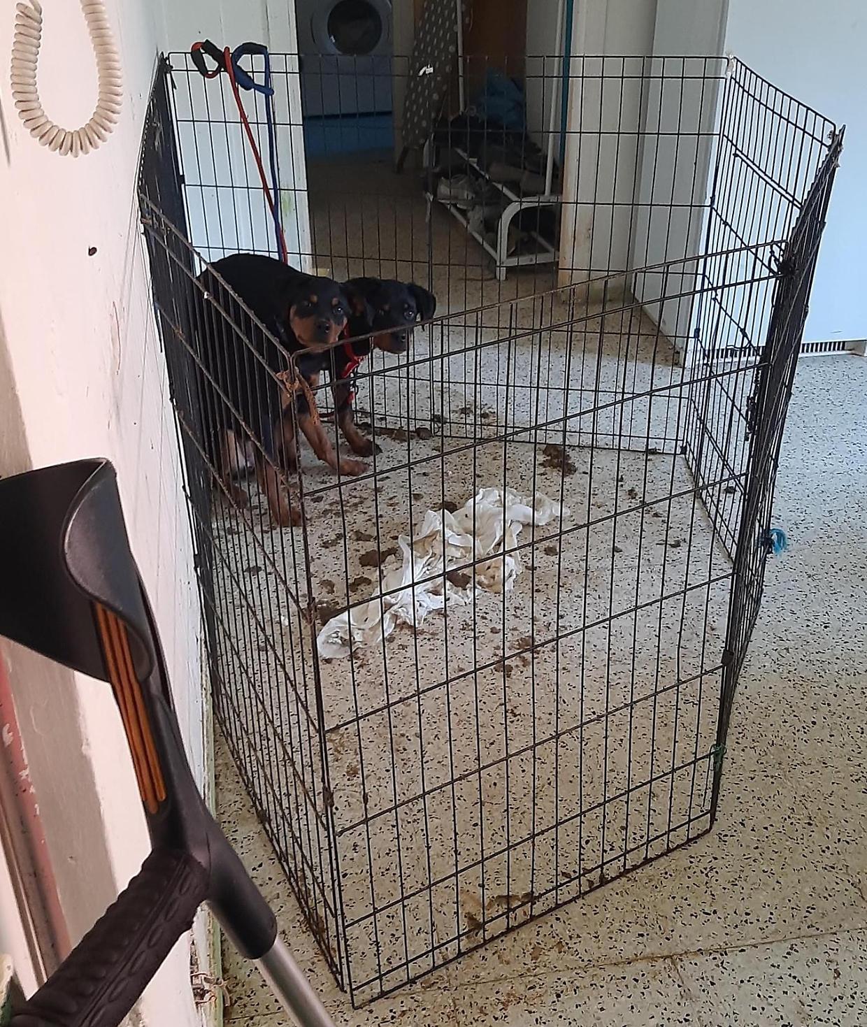Cani rottweiler nella casa-lager in mezzo alle feci, salvati dai carabinieri