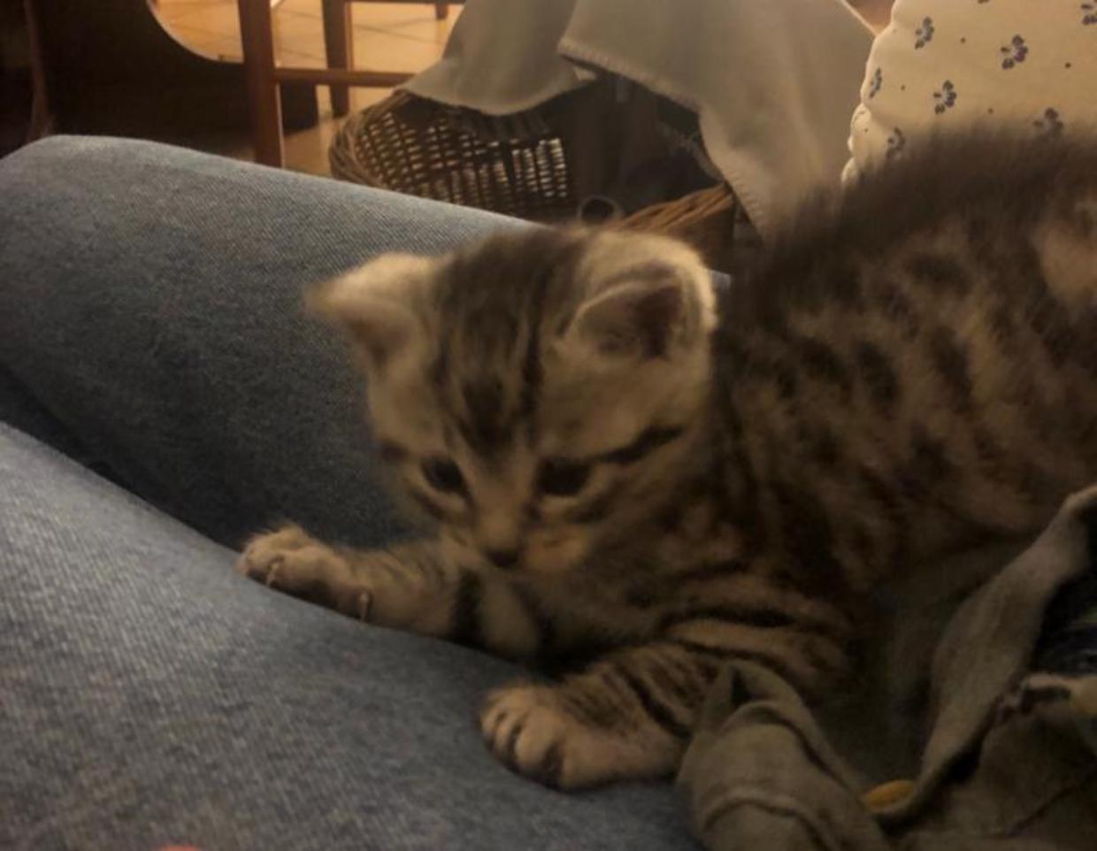 Un gattino sul divano