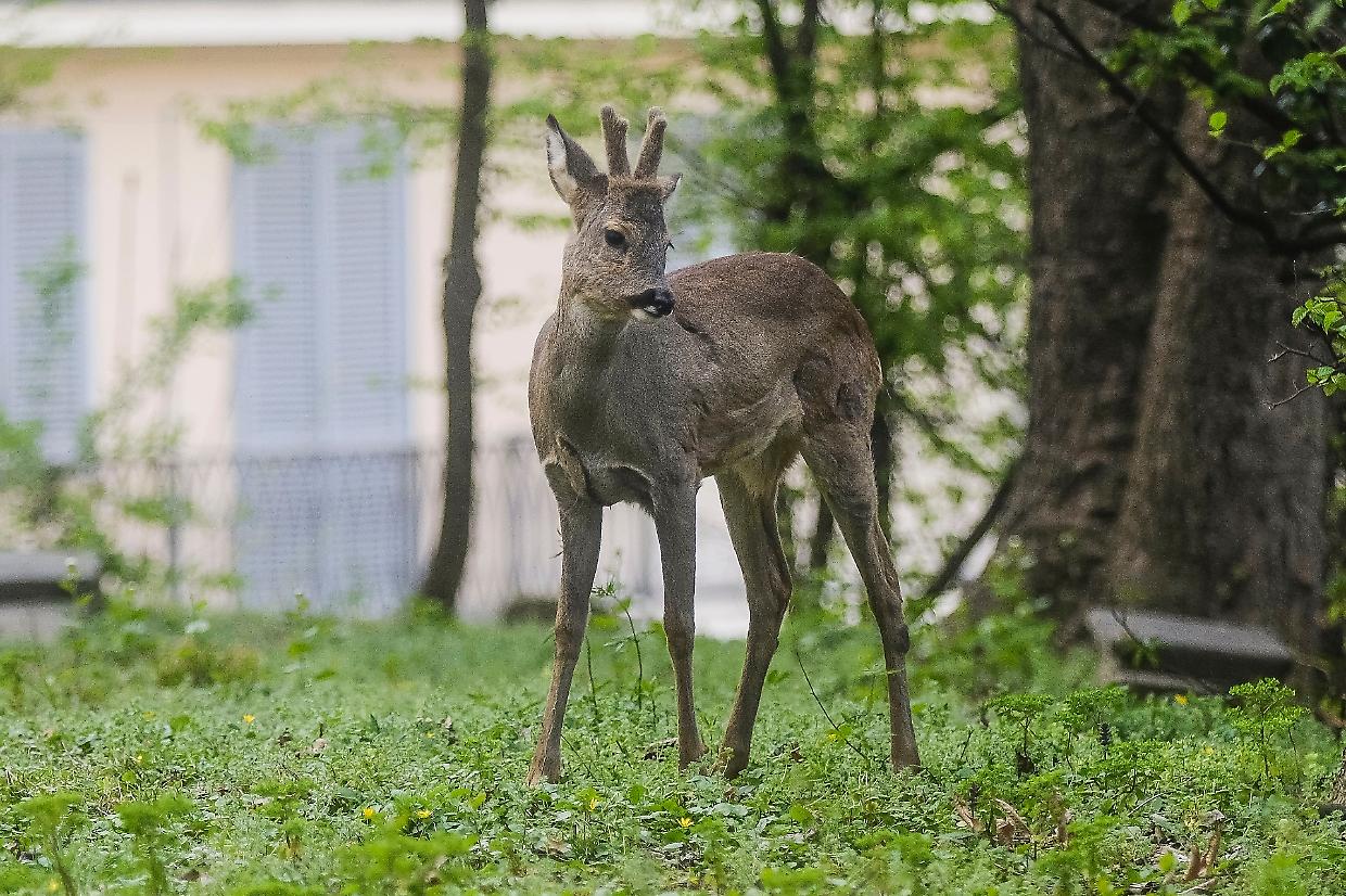 Il capriolo della scuola (foto Giulio Lapone)