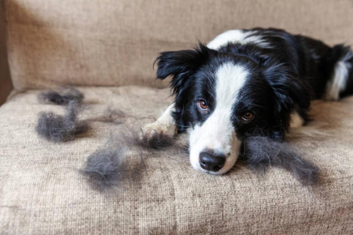 cane perde pelo
