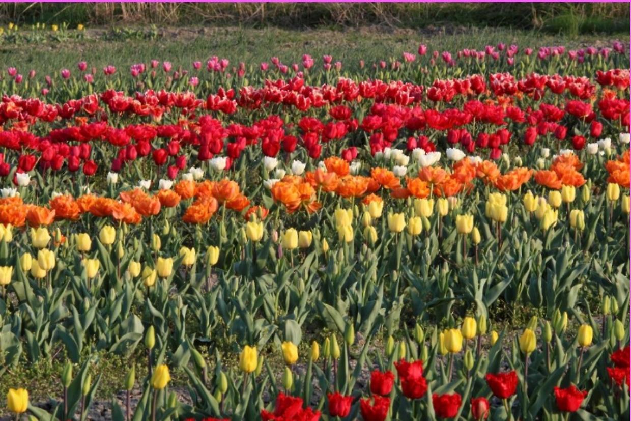 Tuliparty