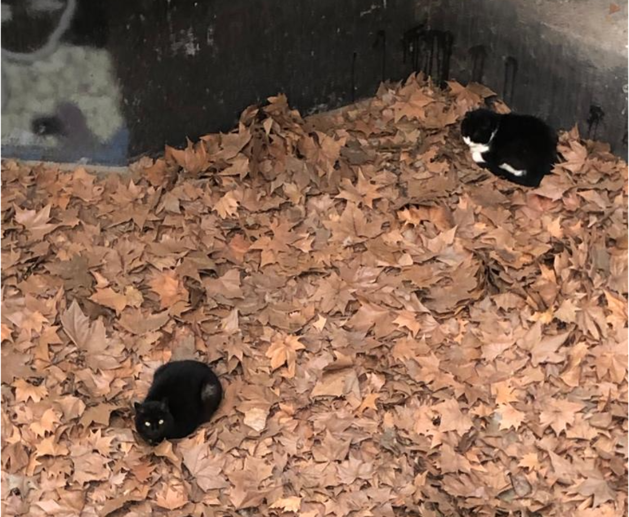 I gatti nella tana dell'orso all'ex zoo 