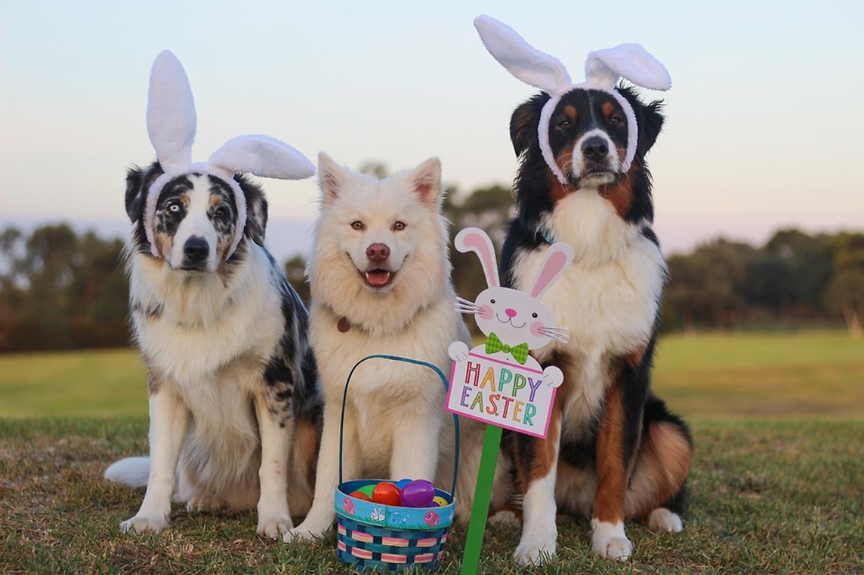 Pasqua per i cani