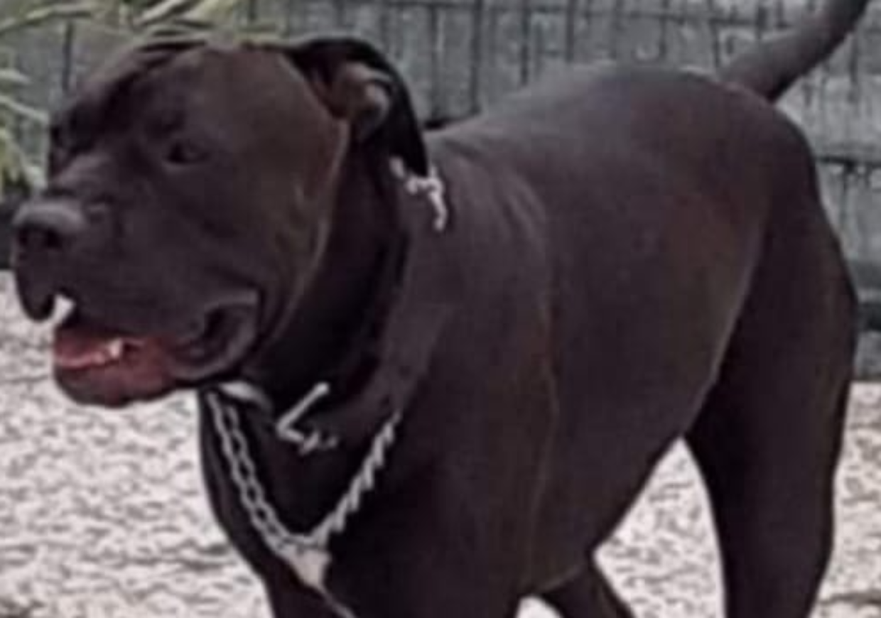 Pitbull rapito