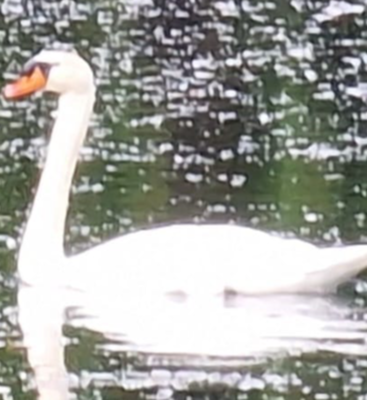 Il cigno bianco