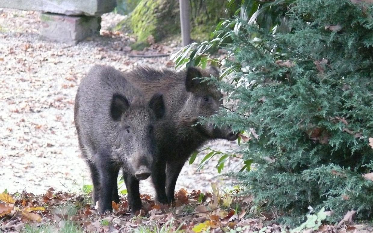 Cinghiali, l'allarme di Coldiretti Asti sulla proliferazione incontrollata