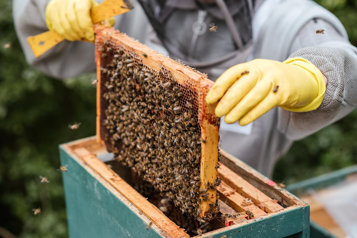Sono a  rischio un miliardo di api: spariti 8mila sciami in un anno 