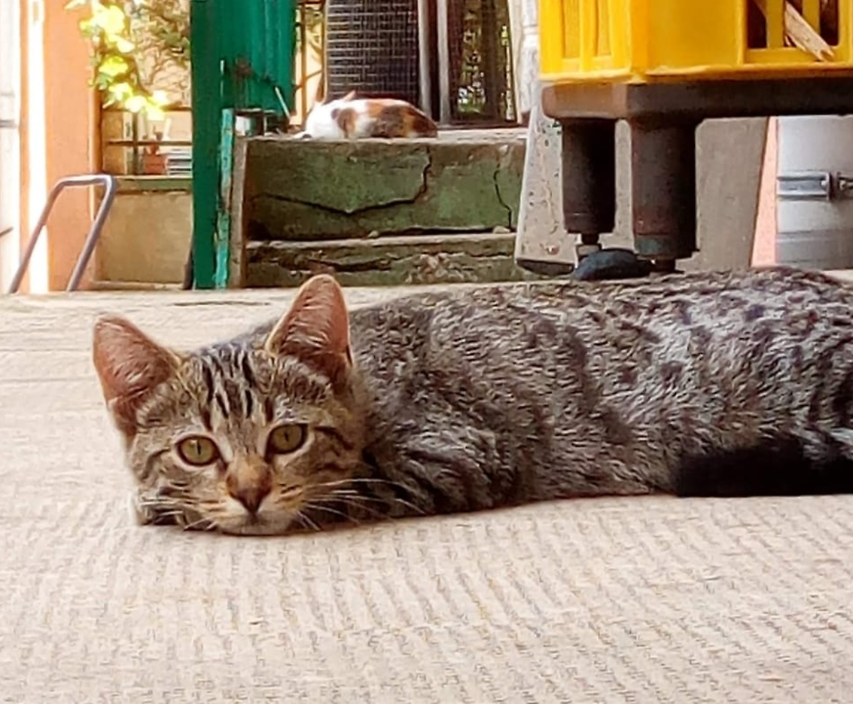 Luna, la gattina uccisa a fucilate a Città Giardino
