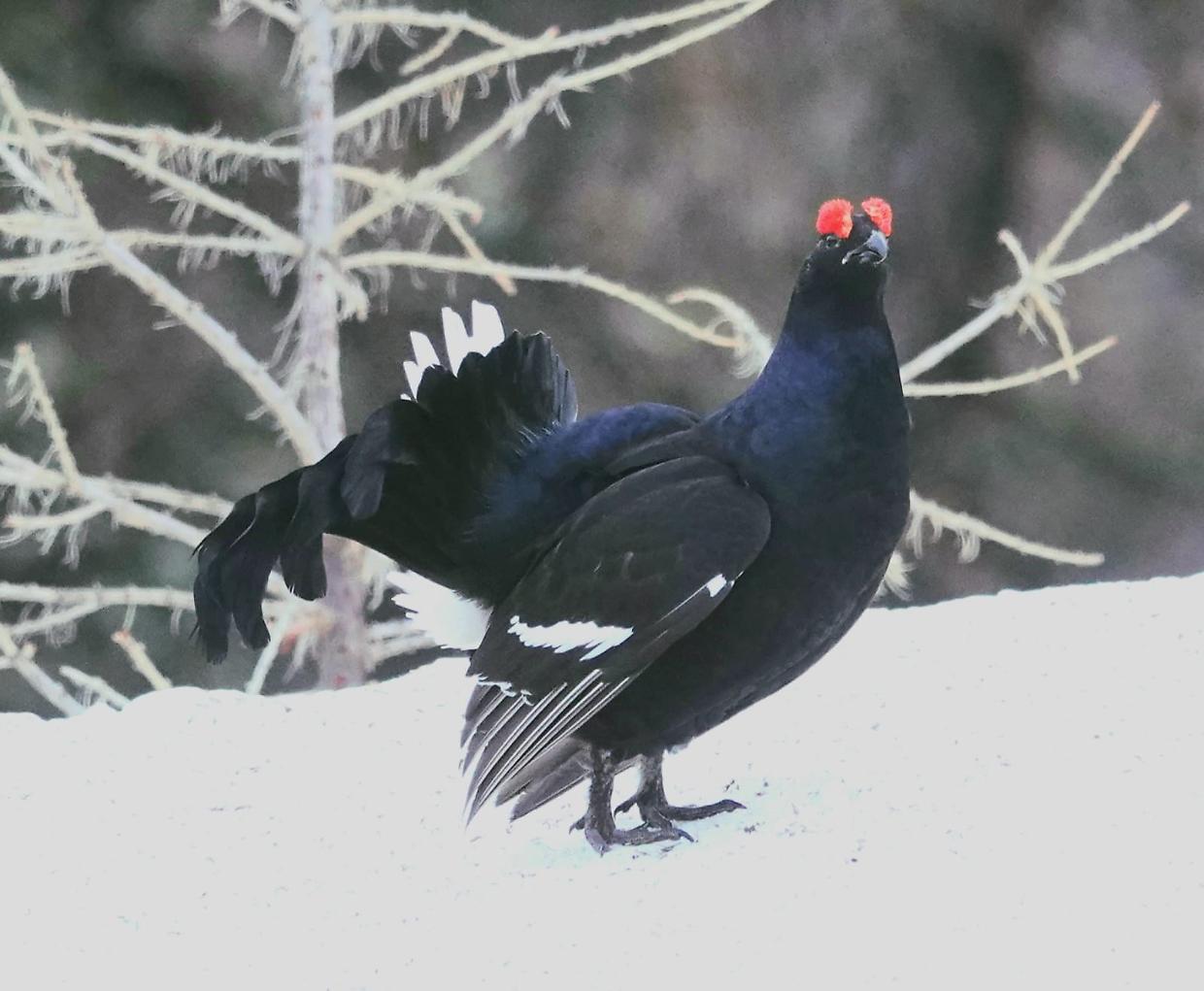 gallo forcello