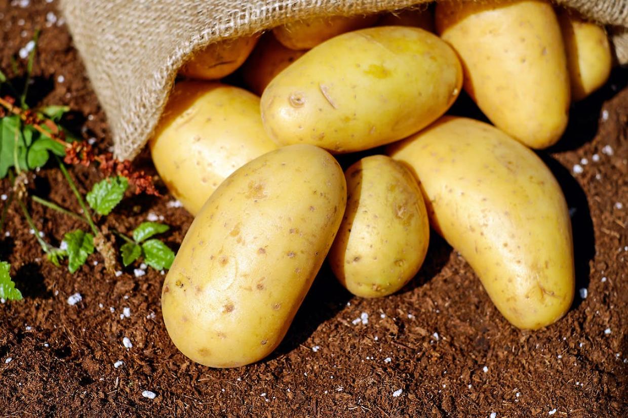 Sagra della patata a Ceretti: un'estate di tradizione, musica e delizie culinarie