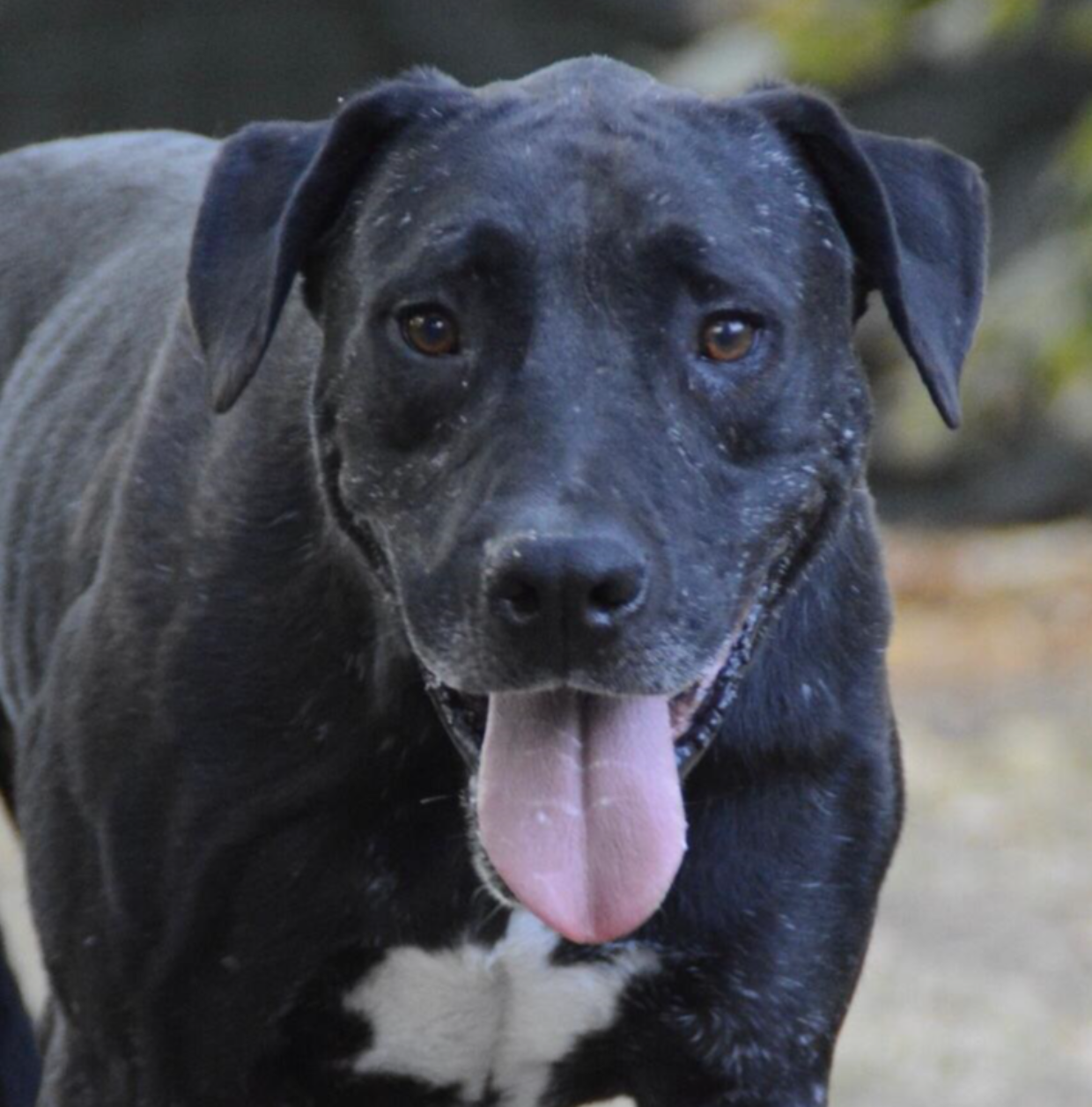 Aron, l'adorabile cagnolone dal passato difficile in cerca di una nuova vita