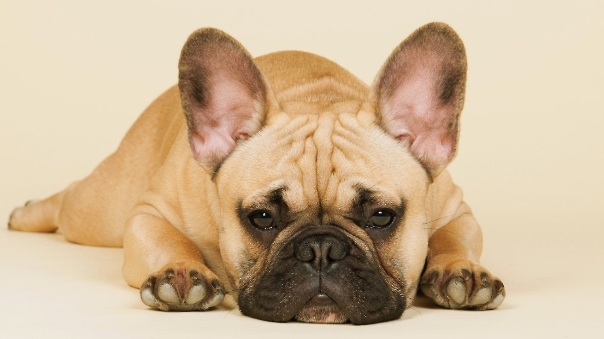 In  Piemonte è boom di bulldog francesi, ma è una razza a rischio