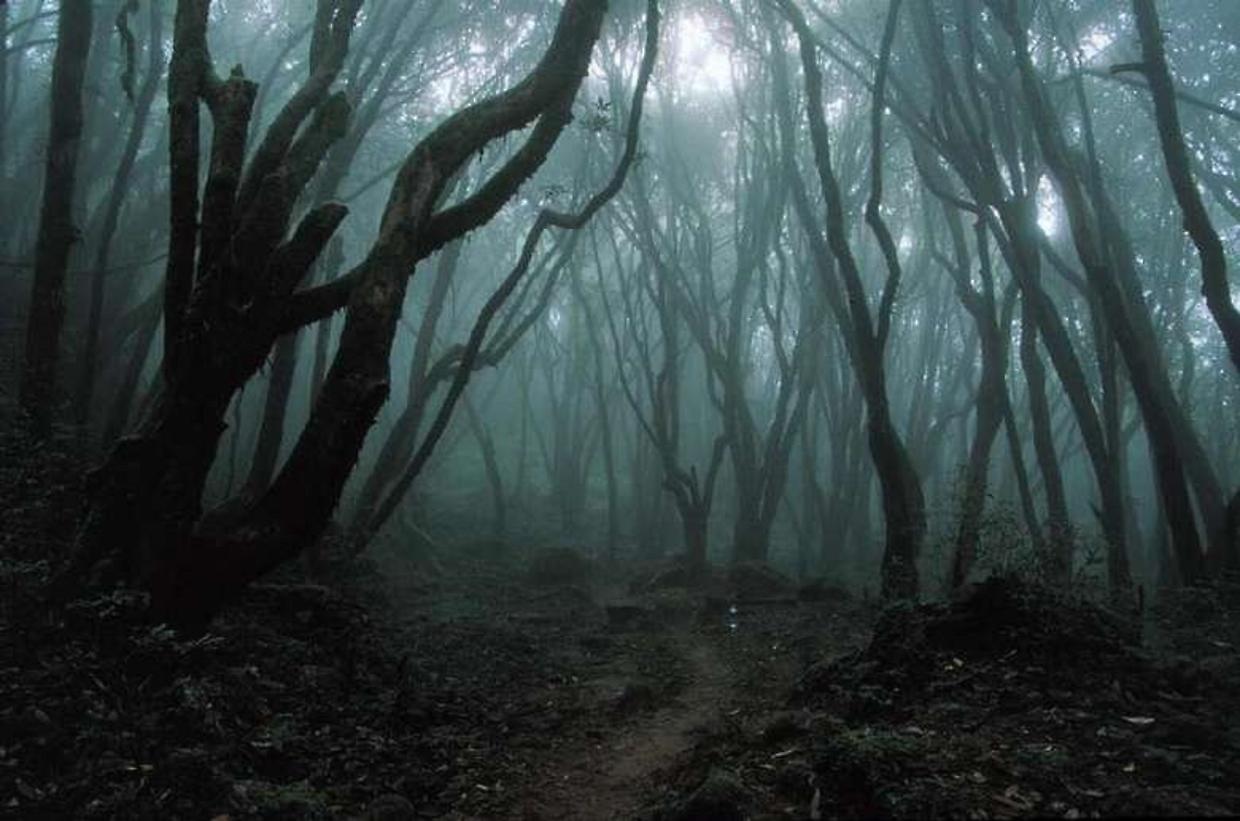 Il bosco