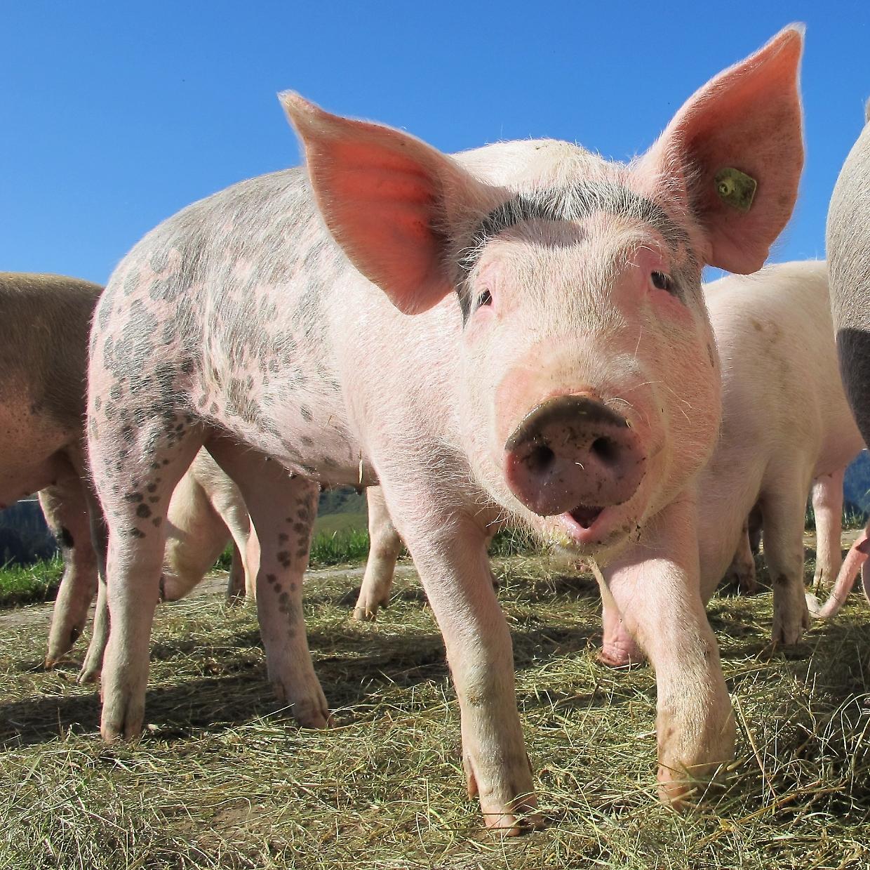 Crisi climatica: milioni di animali muoiono durante allagamenti e inondazioni