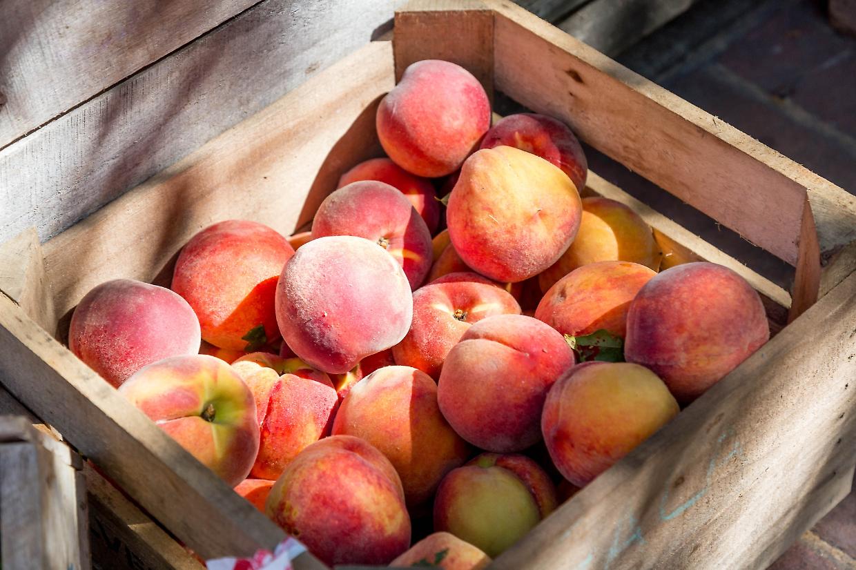 Sagra delle Pesche di Maglione: un'appuntamento imperdibile per gli amanti del gusto