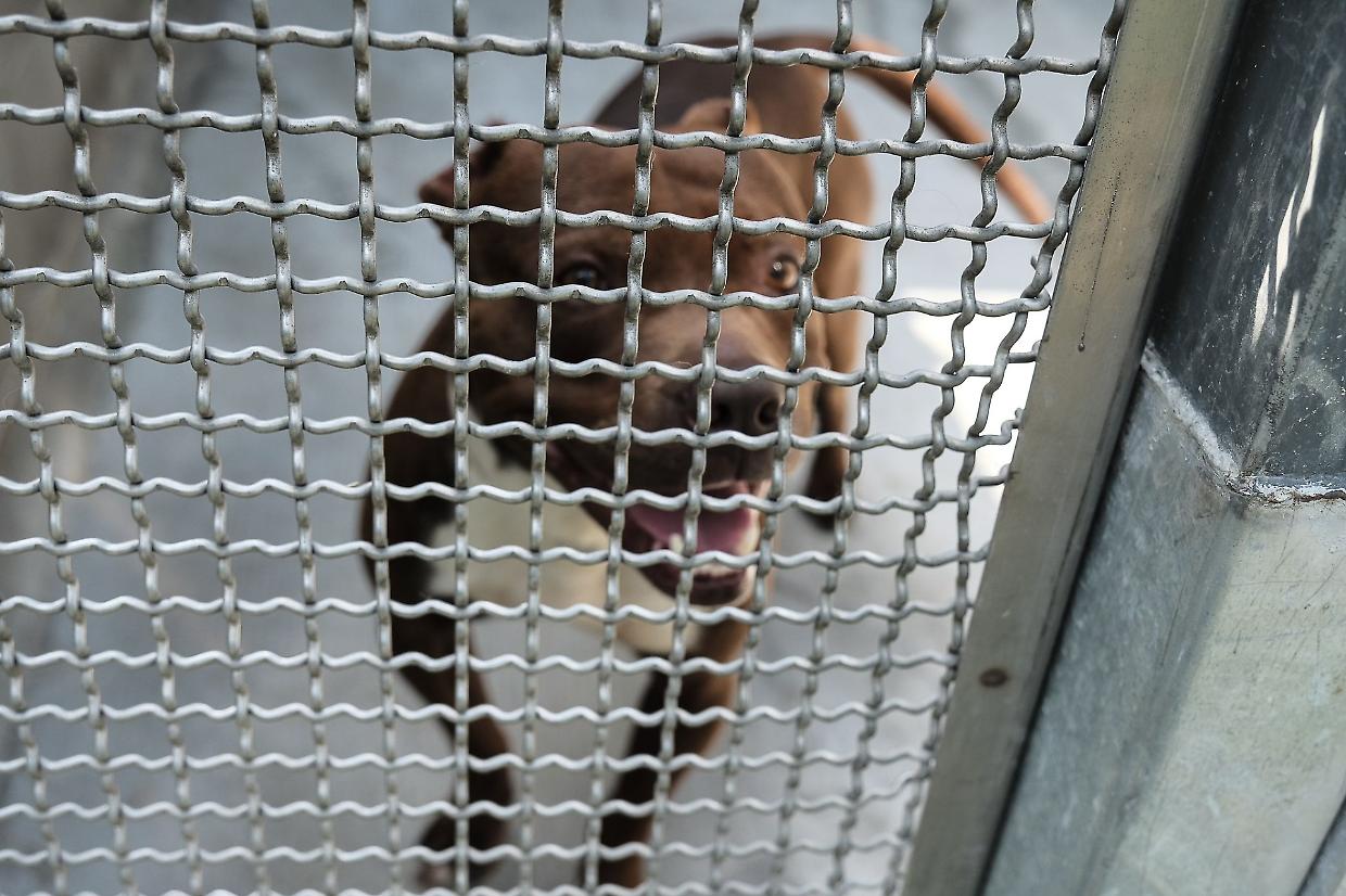 Oltre 9mila cani e gattivivono dietro le sbarre:«E senza alcuna colpa»