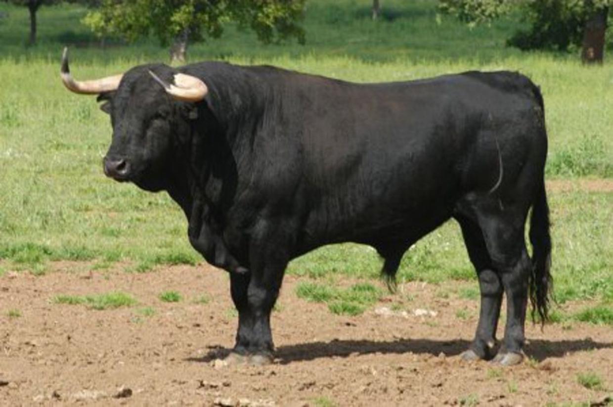 toro