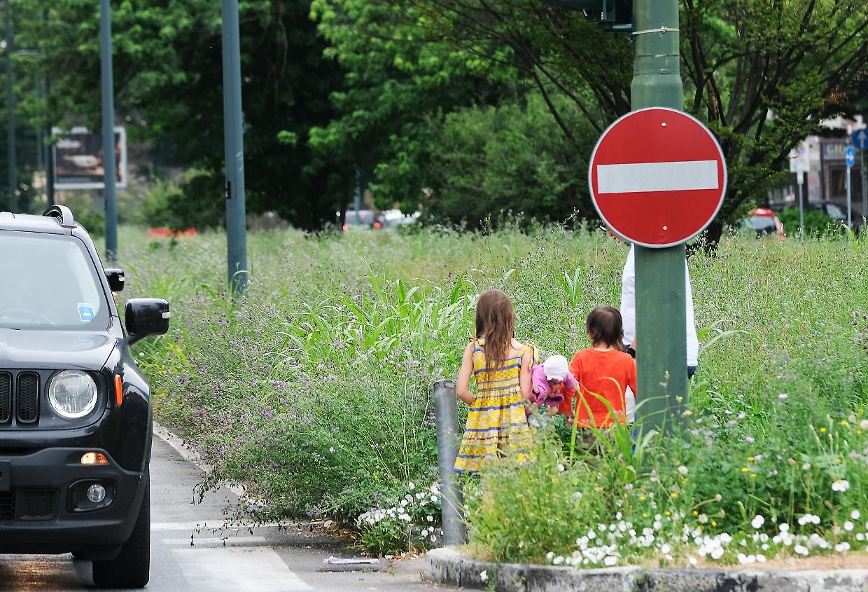 «Erba alta per salvare insetti e fiori». Scoppia la polemica a Palazzo Civico