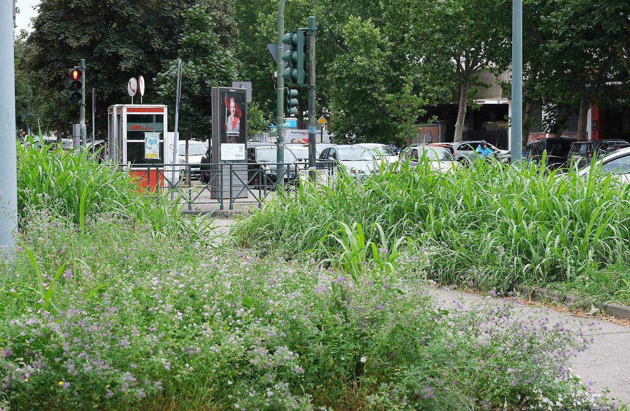 Erba alta a Torino