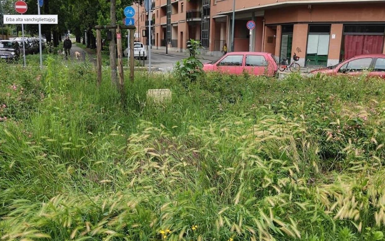 Erba alta a Torino 