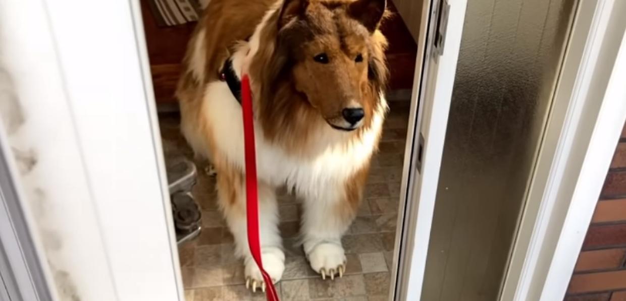 Uomo si trasforma in cane: ecco la prima passeggiata di Toco San (video)