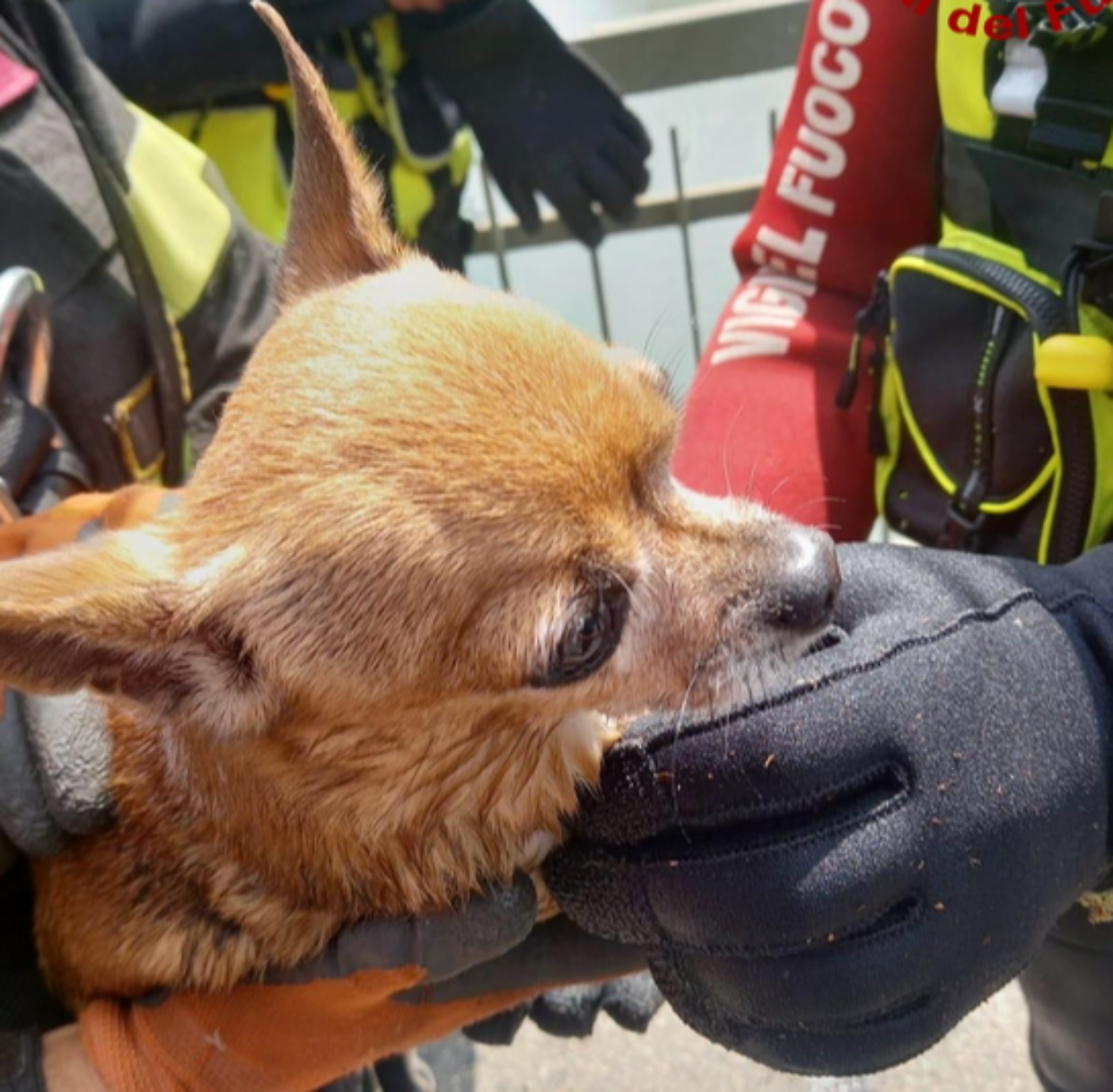 Il piccolo Chihuahua