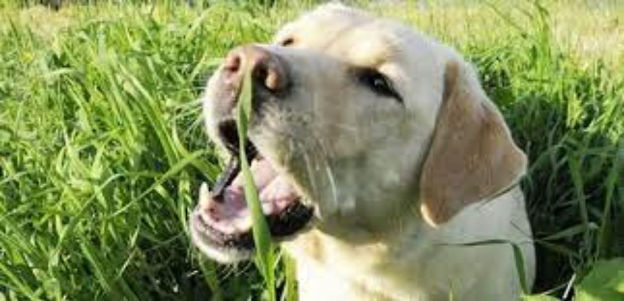 Sei sicuro che il tuo cane stia bene? Se mangia i fili d'erba...