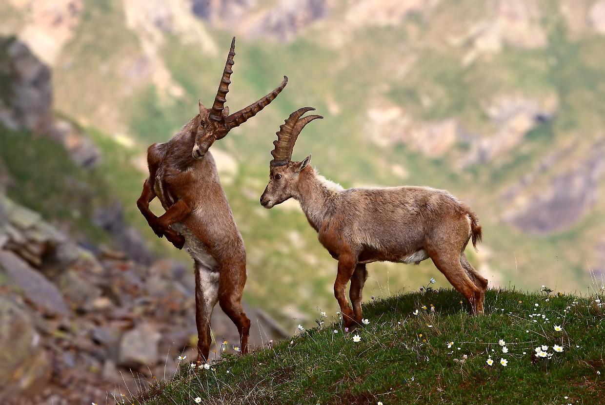 L'intelligenza artificiale per gli stambecchi del Gran Paradiso