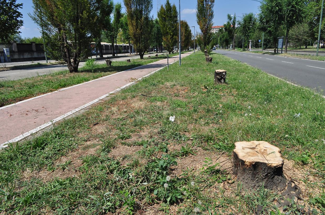Gli alberi tagliati in corso Tazzoli