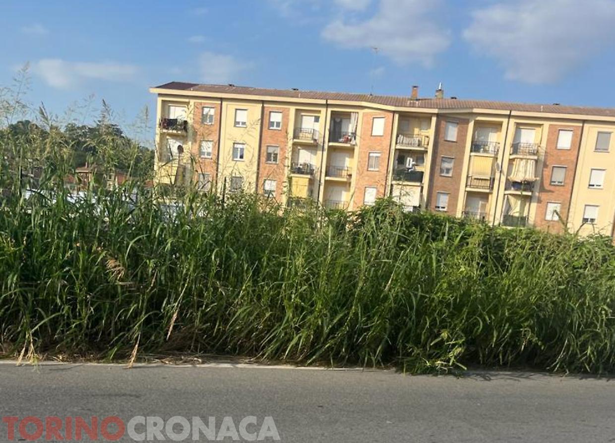 erbacce chieri